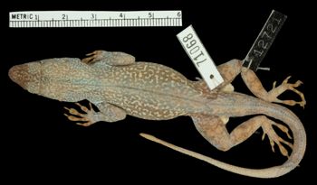 Media type: image;   Herpetology R-71068 Aspect: dorsal